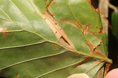 Phyllonorycter maestingella
