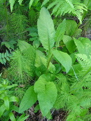 Crepis sibirica
