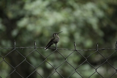 Lampornis clemenciae