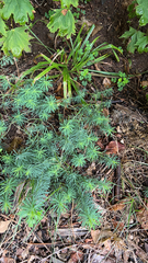 Euphorbia cyparissias