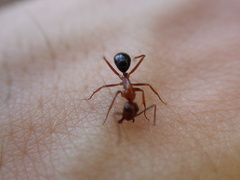 Camponotus floridanus