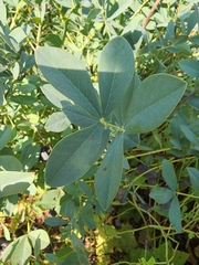 Baptisia australis