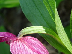 Cypripedium macranthos