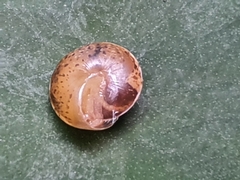 Hygromia cinctella