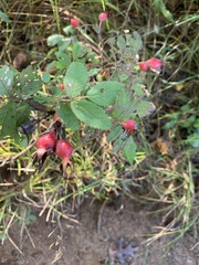 Rosa acicularis