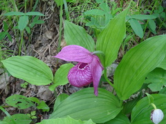 Cypripedium macranthos