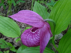 Cypripedium macranthos