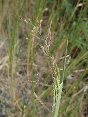 Eriochloa procera