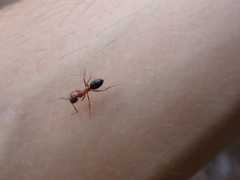 Camponotus floridanus