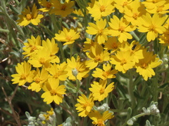 Psilostrophe tagetina