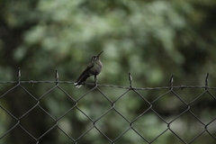 Lampornis clemenciae