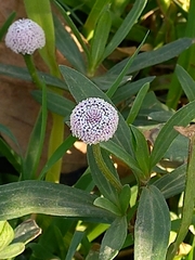 Spilanthes leiocarpa