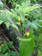 Cypripedium calceolus