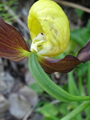Cypripedium calceolus