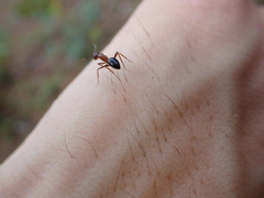 Camponotus floridanus