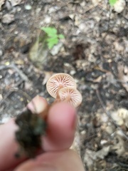 Laccaria laccata