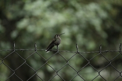 Lampornis clemenciae