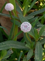 Spilanthes leiocarpa