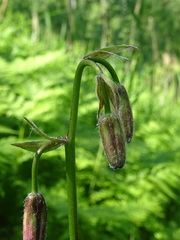 Lilium martagon pilosiusculum