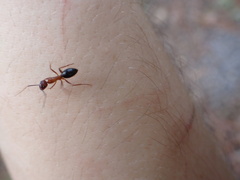 Camponotus floridanus