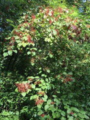Viburnum dilatatum