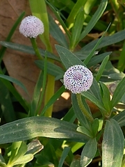 Spilanthes leiocarpa