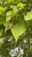 Catalpa