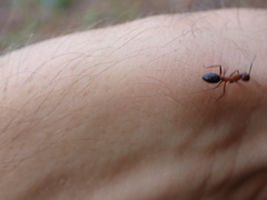 Camponotus floridanus