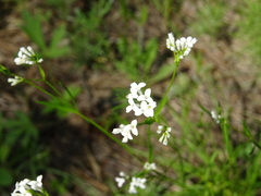 Asperula tinctoria