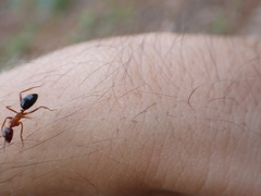 Camponotus floridanus