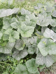 Cucurbita maxima