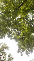Liquidambar
