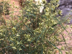 Brickellia longifolia