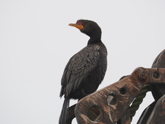 Microcarbo coronatus