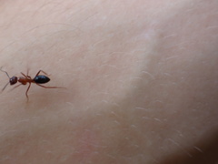 Camponotus floridanus