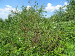 Salix bebbiana