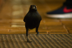 Molothrus oryzivorus