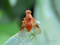 Chrysopilus quadratus