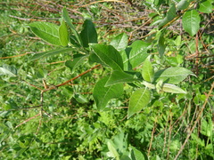 Salix bebbiana