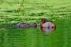 Tachybaptus ruficollis