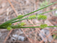 Cyperus