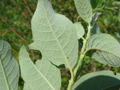 Salix bebbiana