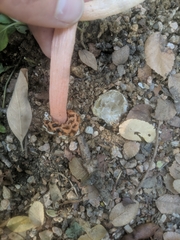 Lysurus periphragmoides