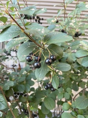 Aronia