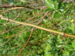Salix bebbiana