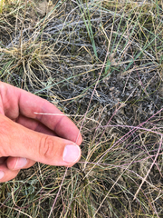 Schedonnardus paniculatus