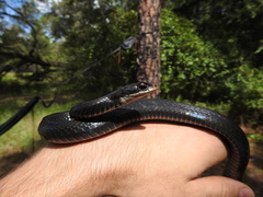 Coluber constrictor priapus