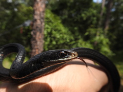 Coluber constrictor priapus