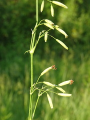 Silene chlorantha