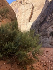 Brickellia longifolia